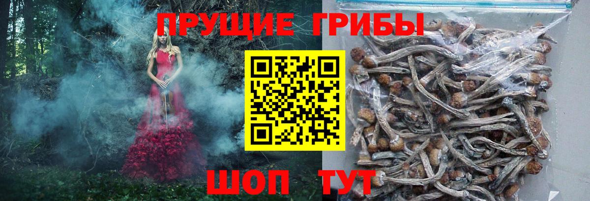 Тулун  Псилоцибиновые грибы прущие грибы  дарнет шоп  Вход с VPN 